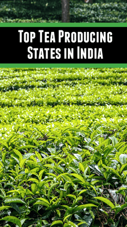Top Tea Producing States in India | TractorGyan