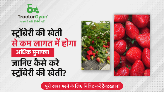 Strawberry Farming - जानिए कैसे और कब करें स्ट्रॉबेरी की खेती image
