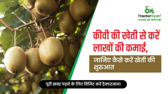 Kiwi Farming - Know everything about how to start kiwi fruit farming in India | Tractorgyan image