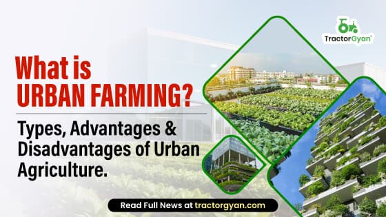 What is Urban farming : Importance, Types, Advantages & Disadvantages of Urban Agriculture What is Urban farming : Importance, Types, Advantages & Disadvantages of Urban Agriculture image