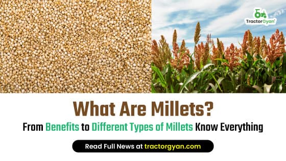 What Are Millets? From Benefits to Different Types of Millets Know Everything image