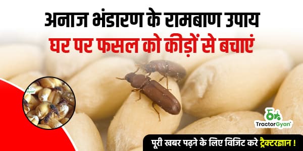 घर पर कैसे गेहूं को कीड़ों से बचाएं, अनाज भंडारण के कुछ अचूक उपाय! image