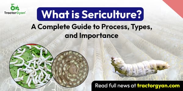 What is Sericulture? - Process, Types and Importance of Sericulture image