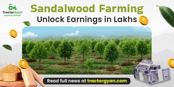 Sandalwood Farming: Unlock Earnings in Lakhs image