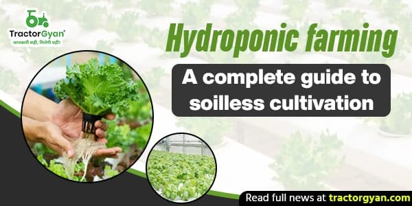 Hydroponic Farming: A Complete Guide to Soilless Cultivation image