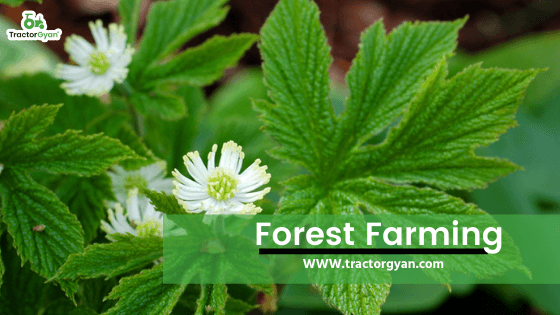 Crops From the Wild - everything you need to know about forest farming. image