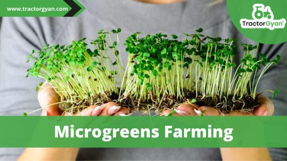 Microgreens farming: The new farming trend image
