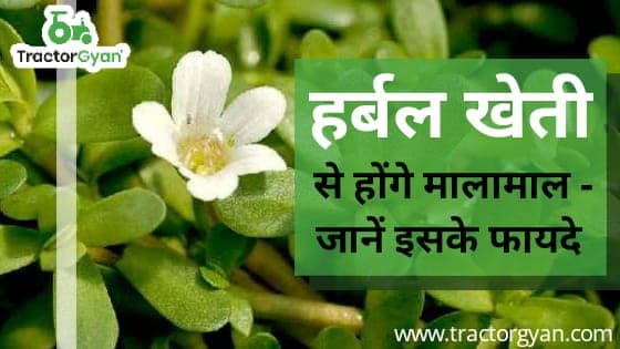 हर्बल खेती से होंगे मालामाल - जानें इसके फायदे image