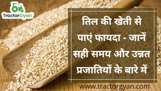 तिल की खेती से पाएं फायदा - जानें सही समय और उन्नत प्रजातियों के बारे में image