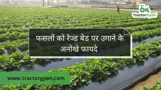 Everything you need to know about raised bed farming image