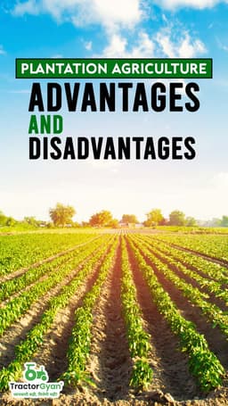 Plantation Agriculture: Advantages and Disadvantages | TractorGyan