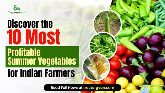Top 10 Profitable Summer Vegetables in India Top 10 Profitable Summer Vegetables in India image