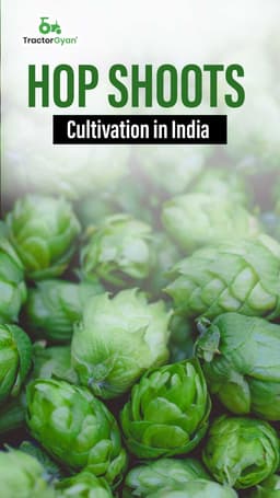 Hop Shoots Cultivation in India | Tractorgyan Hop Shoots Cultivation in India | Tractorgyan