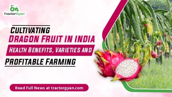 Dragon Fruit Cultivation in India: Health Benefits, Varieties and Profitable Farming Dragon Fruit Cultivation in India: Health Benefits, Varieties and Profitable Farming image