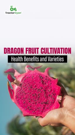 Dragon Fruit Cultivation: Health Benefits and Varieties Dragon Fruit Cultivation: Health Benefits and Varieties