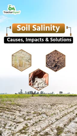 Soil Salinity Causes, Impacts and Solutions Soil Salinity Causes, Impacts and Solutions