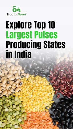 Top 10 Largest Pulses Producing States in India Top 10 Largest Pulses Producing States in India