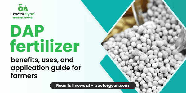 DAP fertilizer: Benefits, uses, and application guide for farmers DAP fertilizer: Benefits, uses, and application guide for farmers image