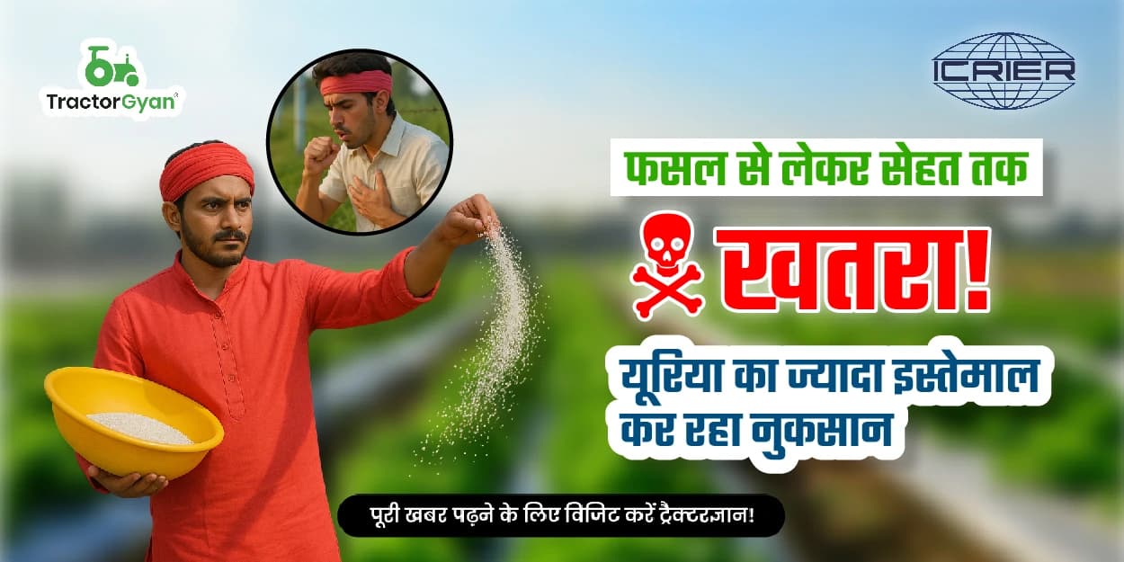 फसल से लेकर सेहत तक खतरा! यूरिया का ज्यादा इस्तेमाल कर रहा नुकसान फसल से लेकर सेहत तक खतरा! यूरिया का ज्यादा इस्तेमाल कर रहा नुकसान image