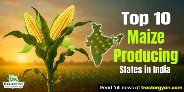 Top 10 Maize Producing States in India Top 10 Maize Producing States in India image