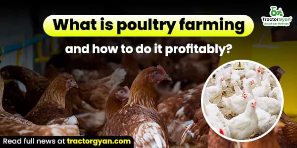 What is Poultry farming, and how to do Poultry farming? Cost & profit explained What is Poultry farming, and how to do Poultry farming? Cost & profit explained image