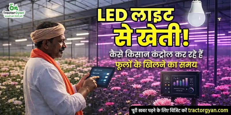 LED लाइट से खेती! कैसे किसान कंट्रोल कर रहे हैं फूलों के खिलने का समय LED लाइट से खेती! कैसे किसान कंट्रोल कर रहे हैं फूलों के खिलने का समय image