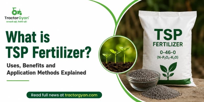 What is TSP Fertilizer? Uses, benefits and application methods explained What is TSP Fertilizer? Uses, benefits and application methods explained