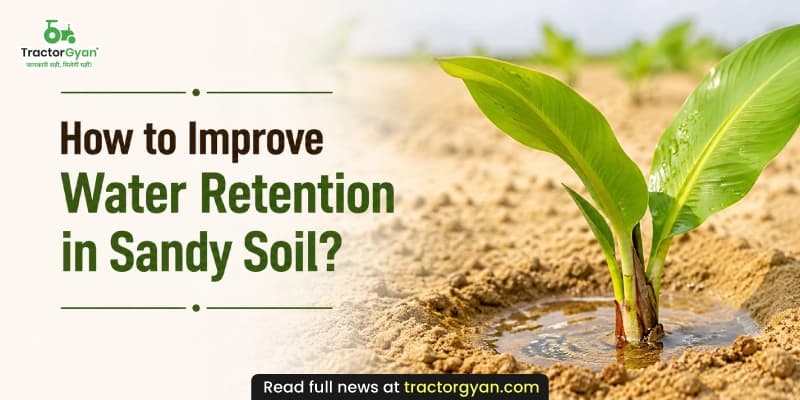 How to improve water retention in sandy soil? How to improve water retention in sandy soil?